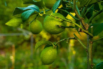 Mediterrane Gartenwelt, Früchte, Bienen und Schmetterlinge