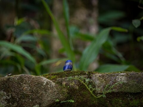 Selective focus shot of a lapis lazuli blue crystal mineral on a mossy rock surface