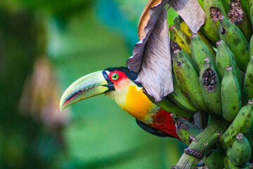 toucan on a branch