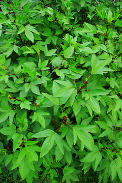 Lots of green leaves that make up a beautiful background image.