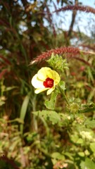 A light yellow color flower in a natural condition. saraunded by green leaf. Indian West bengal origin 