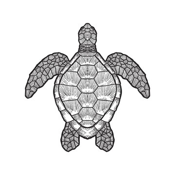 sea turtle outline isolated on white background