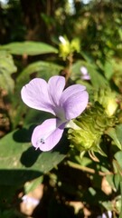 A light pink color flower in a natural condition. saraunded by green leaf. Indian West bengal origin 