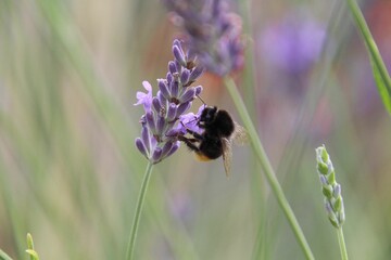 Closeup of a bumblebee on a purple flower isolated on a blurred background