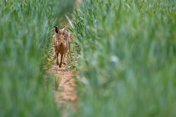 Cute brown hare running through crops in a field during the daytime © Theyorkshireexplorer/Wirestock Creators