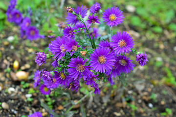 Obraz premium flowers in the garden