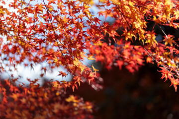 名勝・鬼ヶ嶽の紅葉	