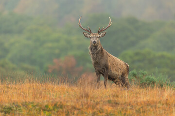 Red Deer stag alert and facing forward in Autumn, Strathconon Estate, Scottish Highlands.  Scientific name: Cervus elaphus.  Blurred background.  Space for copy.