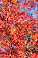 名勝・鬼ヶ嶽の紅葉	