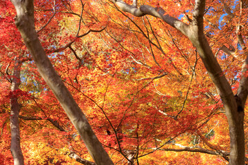 名勝・鬼ヶ嶽の紅葉	