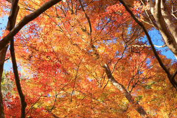 名勝・鬼ヶ嶽の紅葉	