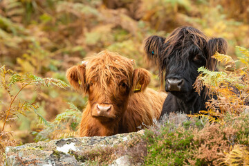 Two inquisitive Highland calves in the Scottish Highlands, one brown and one black, facing forward in golden bracken.  Space for copy.  Horizontal. - obrazy, fototapety, plakaty