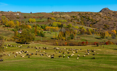 Autumn season in the Savsat District. Artvin, Turkey. Beautiful autumn landscape from Yavuzkoy Plateau. Colorful nature view with snowy mountains background.