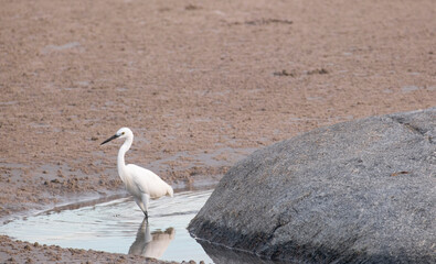 big white sea bird walking on water beach for finding animal food in water. animal wild life in thailand coast.