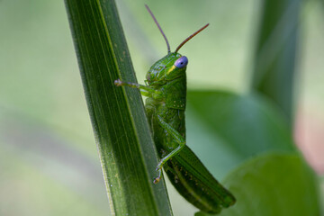 Green Grasshoppers shocked when hang on a green leaf