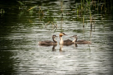 Parent great crested grebe with its two children swimming in the water in the Netherlands