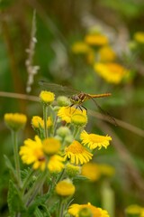 Closeup vertical shot of a dragonfly on the yellow flower