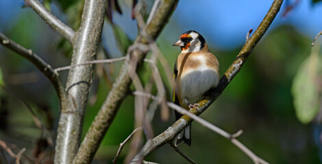 European Goldfinch // Stieglitz, Distelfink (Carduelis carduelis)