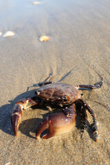 crab with mighty claws on the beach by the sea