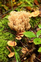 Closeup vertical shot of deer horns mushrooms growing in the forest