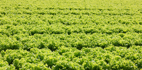 Lush green lettuce background ready to be harvested