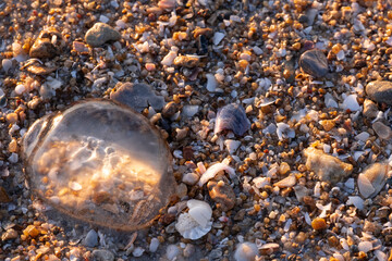 beautiful golden sand beach sunrise fresh sea breeze summer vacation. blue sky and white clouds. small of jellyfish on beach