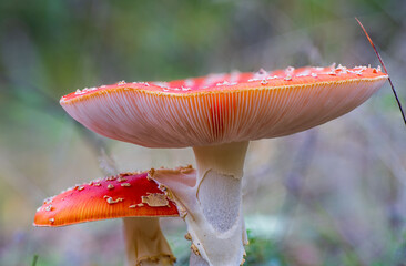 fly agaric mushroom