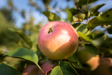 autumn apple tree fruit red apple harvest season light