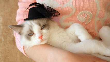 Cute  white fluffy cat in black hat. Ragdoll kitten.