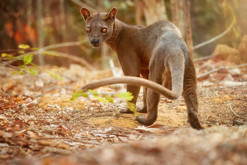 Madagascar fossa. Apex predator, lemur hunter. General view, fossa male with long tail in natural habitat. Shades of brown and orange. Endangered wild animal in the wild. Kirindy Forest, Madagascar.