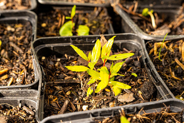 Mediterraner Garten