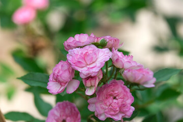 Fototapeta na wymiar fresh of vineyard song pink rose flower bouquet blooming in outdoor garden. fragrant frora soft petals
