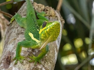 Closeup shot of a green invasive adult cuban knight anole lizard on a tree branch