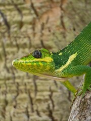 Vertical closeup shot of a green invasive adult cuban knight anole lizard on a tree branch