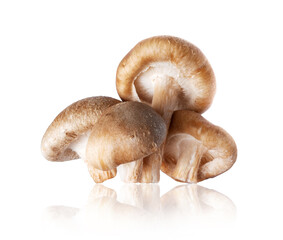 Shiitake mushrooms (Lentinula edodes) close-up on a white background