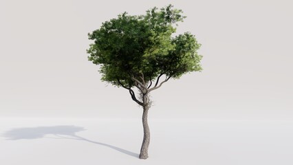 Pine tree on white background. 3d render.