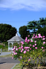 敷島公園で咲き誇る秋バラ