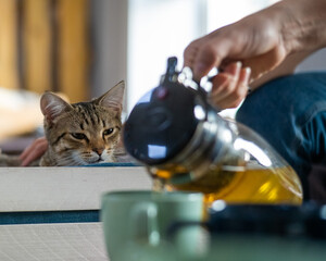 Caucasian woman with cats in a cat cafe.