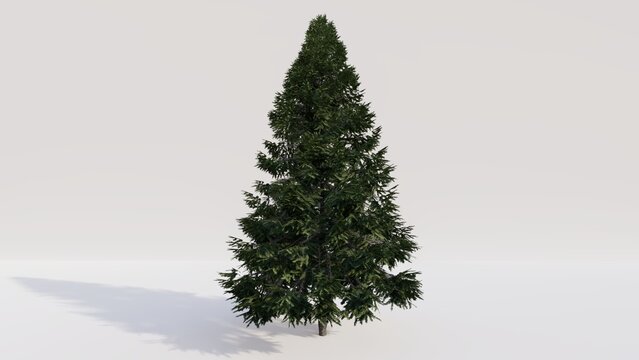 Balsam tree on white background. 3d render.