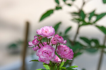 fresh of vineyard song pink rose flower bouquet blooming in outdoor garden. fragrant frora soft petals