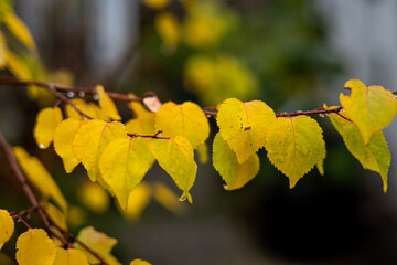 Feigengarten und Pflanzen