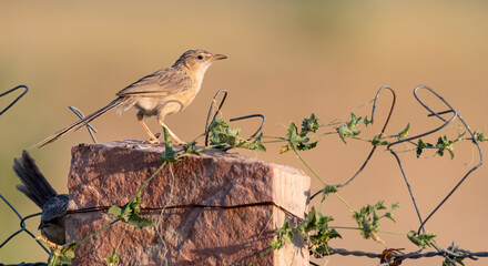 Common Babbler