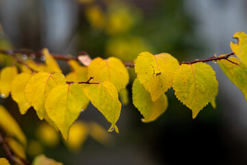Feigengarten und Pflanzen