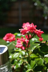 Vertical shot of blooming pink roses