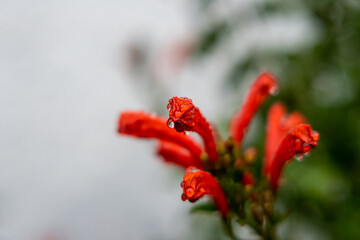 Feigengarten und Pflanzen