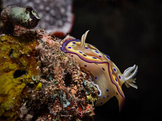 Kunie`s Chromodoris Nudibranch (Goniobranchus kuniei)
