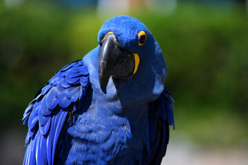 Beautiful pet Hyacinth macaw parrot profile.
