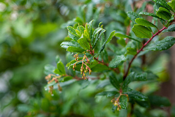 Feigengarten und Pflanzen