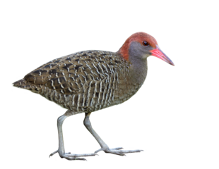 Slaty-breasted rail (Lewinia striata) beautiful bird with stripe grey feathers, pink beaks, red head with long legs and fingers isolated on white