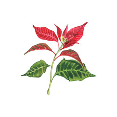 Poinsettia, a Christmas flower on a white background. Watercolor illustration of a red poinsettias. Euphorbia pulcherrima. Christmas Star. Star of Bethlehem. The New Year's plant, design, packaging.